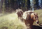 View from the back of your horse