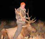 Bull elk hunting photo